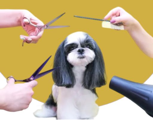 Happy groomed dog